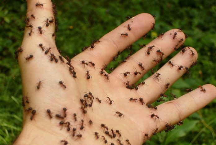 Dicas naturais para acabar com formigas