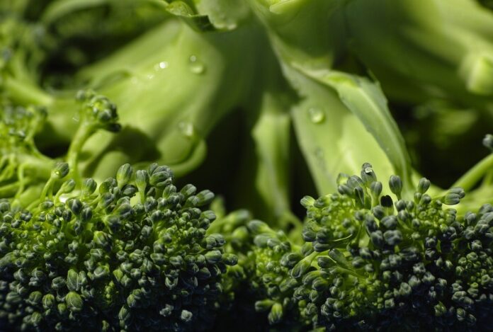 Coma brócolis regularmente e melhore sua saúde em geral