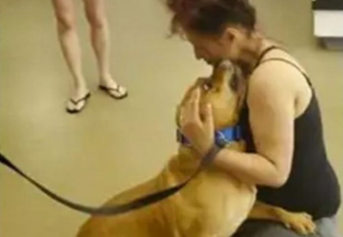 Mulher vai para um abrigo adotar e em lágrimas abraça o cachorrinho que perdeu há 2 anos
