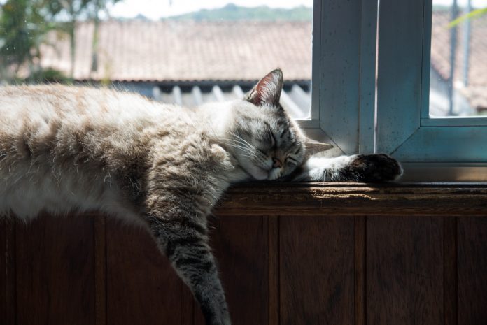 10 sinais que o gato dá quando vive feliz com o dono