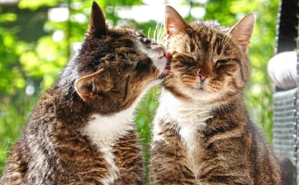A vida interna dos gatos: o que nossos felinos realmente pensam sobre abraços, felicidade e humanos