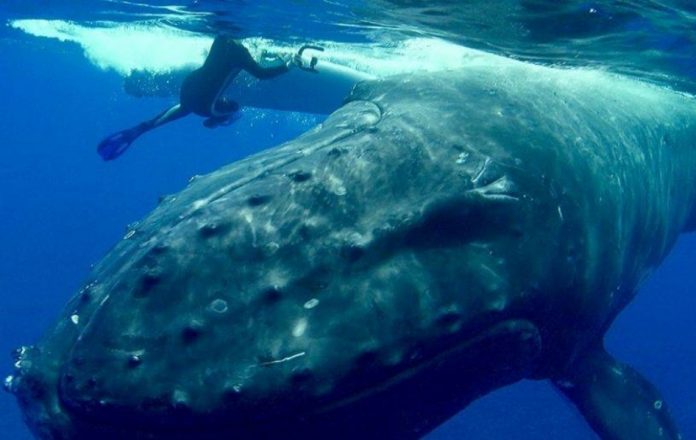 Baleia protege mergulhador de um ataque de tubarão