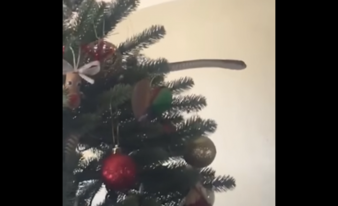 Família descobre cobra venenosa na árvore de Natal
