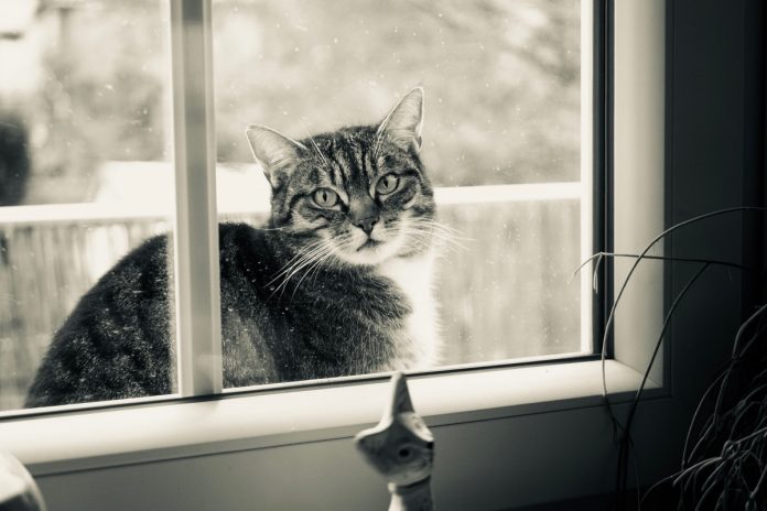 10 razões pelas quais os gatos adoram ficar nas janelas