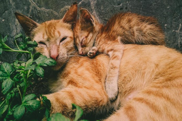 Descubra as 5 coisas que os gatos mais amam fazer