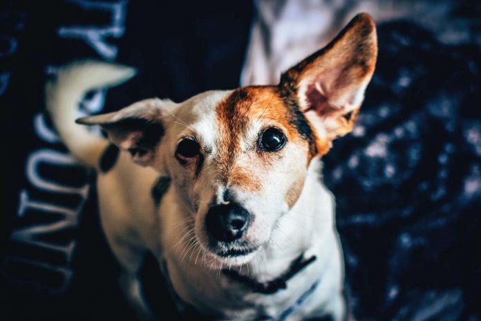 Especialistas revelam o que seu cão pensa enquanto assiste TV e se ele reconhece outros cães