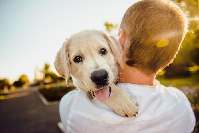 5 maneiras de mostrar amor ao seu cão no idioma dele