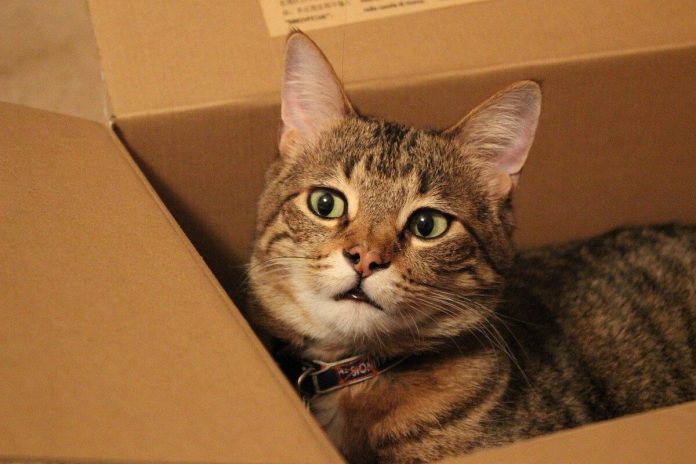 7 motivos pelos quais os gatos amam as caixas
